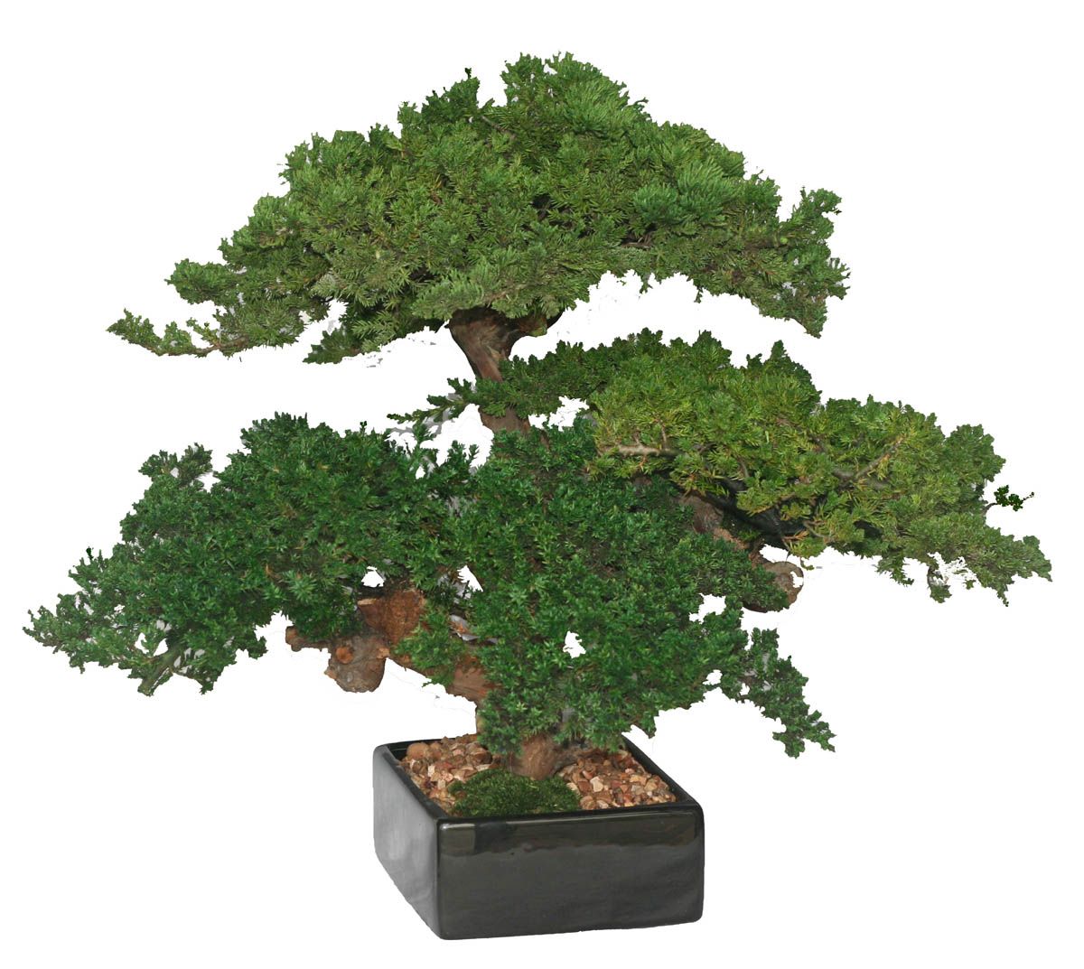 Triple Monterey Bonsai